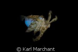 Mars Attacks. 
Cuttlefish on a night dive. by Karl Marchant 